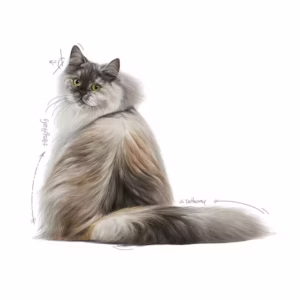 ROYAL CANIN® Hair & Skin Care Alimento secco per gatti adulti - immagine 4