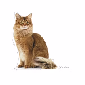ROYAL CANIN® Light Weight Care Alimento secco per gatti adulti - immagine 4
