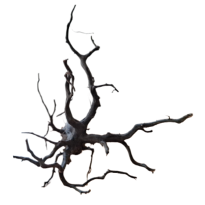 LEGNO Black Spider King S - Small 20-30 cm, Black Wood - radice ornamentale nera finemente ramificata - immagine 3