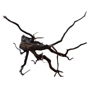 LEGNO Black Spider King S - Small 20-30 cm, Black Wood - radice ornamentale nera finemente ramificata - immagine 4