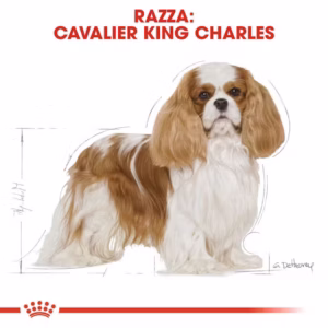 ROYAL CANIN Cavalier King Charles Adult - immagine 6