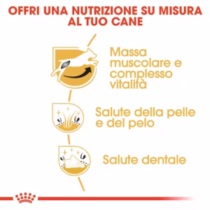 ROYAL CANIN Jack Russel Adult - immagine 8