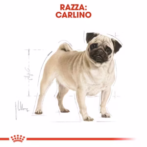 ROYAL CANIN Pug Adult - immagine 5