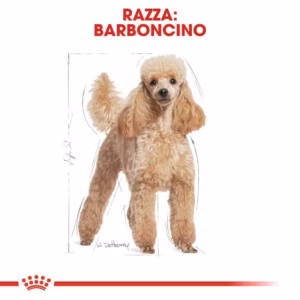ROYAL CANIN Poodle Paté Umido Completo per Barboncino - immagine 4