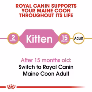 ROYAL CANIN Maine Coon Kitten Alimento secco completo per gattini Maine Coon – Fino a 15 mesi - immagine 5