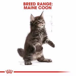 ROYAL CANIN Maine Coon Kitten Alimento secco completo per gattini Maine Coon – Fino a 15 mesi - immagine 7