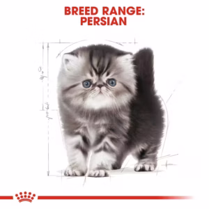 ROYAL CANIN Persian Kitten Alimento secco completo per gattini Persiani – Fino a 12 mesi - immagine 8