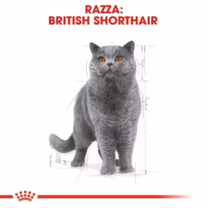 Royal Canin British Shorthair Adult – Bocconcini in Salsa - immagine 5