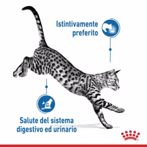 ROYAL CANIN® Indoor Sterilised Straccetti in Gelatina - immagine 6