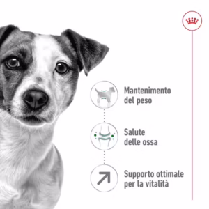 ROYAL CANIN Mini Adult 8+ Alimento secco per cani maturi di taglia piccola (oltre 8 anni – fino a 10 kg) - immagine 5
