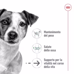 ROYAL CANIN Mini Ageing 12+ Alimento secco per cani anziani di taglia piccola (oltre 12 anni – fino a 10 kg) - immagine 5