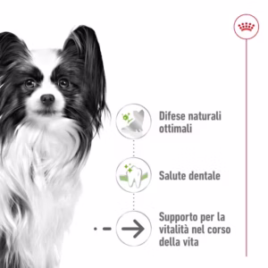 ROYAL CANIN X-Small Ageing 12+ Alimento secco per cani anziani di taglia piccolissima (oltre 12 anni) - immagine 6
