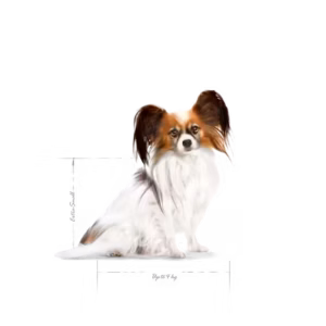 ROYAL CANIN X-Small Adult 8+ Alimento secco per cani maturi di taglia piccolissima (oltre 8 anni) - immagine 4