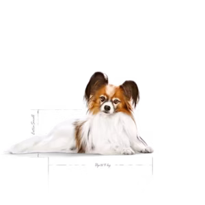 ROYAL CANIN X-Small Ageing 12+ Alimento secco per cani anziani di taglia piccolissima (oltre 12 anni) - immagine 5