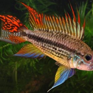 Apistogramma cacatuoides “Orange” - immagine 3