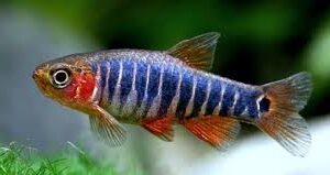 Danio erythromicron (Emerald Dwarf Rasbora) - immagine 3