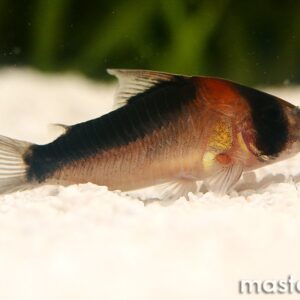 Corydoras duplicareus  (Falso Adolfoi / False Adolfoi Cory) - immagine 3