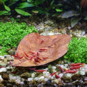 Aquili Jack Leaves 20X | Foglie Naturali per Acquario e Gamberetti - immagine 3
