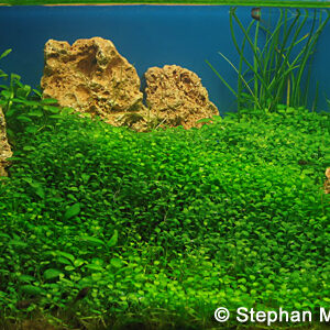 Aquili Glossostigma Elatinoides – Pianta Tappezzante per Acquario - immagine 3