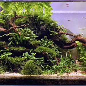 Aquili Anubias Heterophylla – Pianta Acquatica Naturale per Acquario d’Acqua Dolce - immagine 3