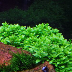 Aquili Staurogyne sp. Repens – Pianta Tappezzante per Acquario d’Acqua Dolce - immagine 3