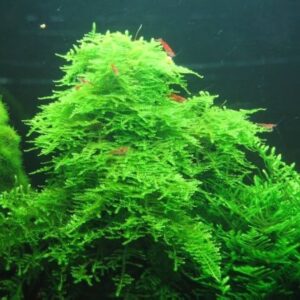 Aquili Taiwan Moss – Muschio Acquatico Decorativo per Acquario d’Acqua Dolce - immagine 3