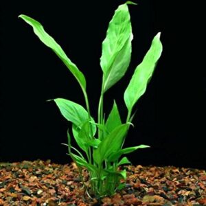 Aquili Spathiphyllum Groen | Pianta Acquatica Verde per Acquario - immagine 3