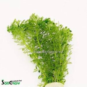 Aquili Limnophila Sessiliflora – Ambulia – Pianta Naturale per Acquario d’Acqua Dolce - immagine 3