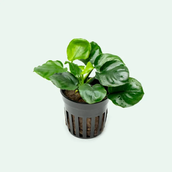 Anubias-Golden-Coin-Pot-Aquatic-Plant-1