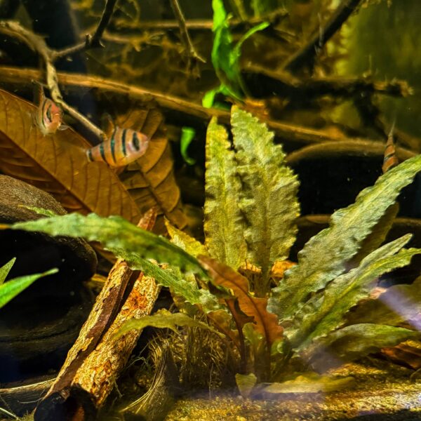 Blackwater-Aquarium-Cryptocoryne-Wendtii-Tropica-Rooted-Plant