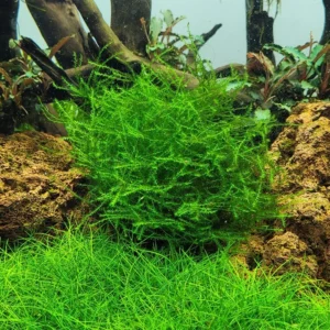Aquili Stringy Moss (Leptodictyum riparium) – Muschio Acquatico Naturale per Acquario - immagine 3