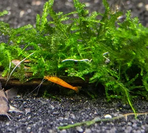 Aquili Christmas Moss (Vesicularia Montagne) | Muschio Naturale per Acquario - immagine 3