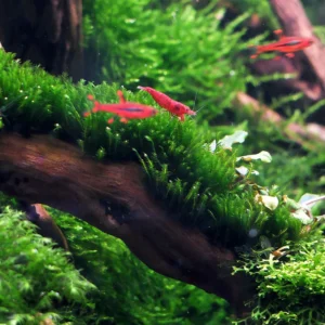 Aquili Erect Moss | Muschio Naturale Verticale per Acquario - immagine 3