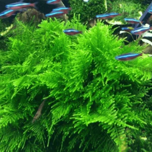 Aquili Peacock Moss (Taxiphyllum sp.) – Muschio Acquatico Decorativo per Acquario - immagine 3