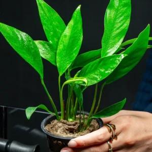 Aquili Anubias Congensis Round – Pianta Naturale per Acquario d’Acqua Dolce - immagine 3