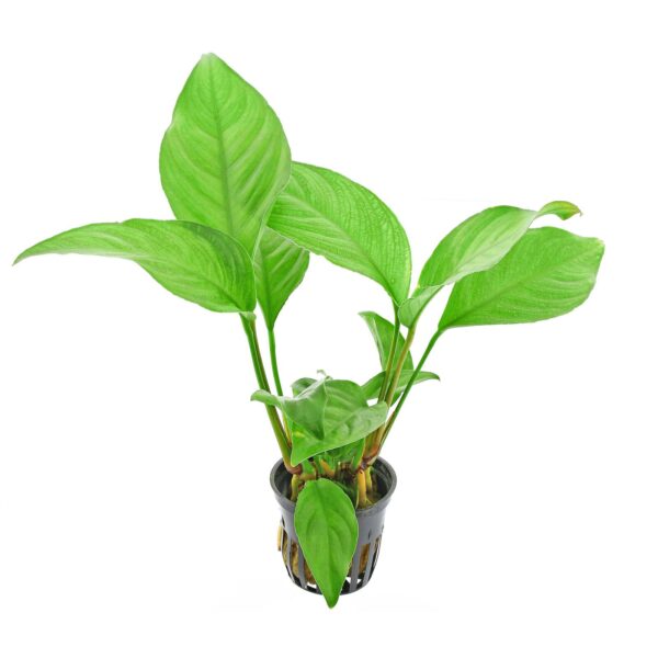 anubias-heterophylla-topf