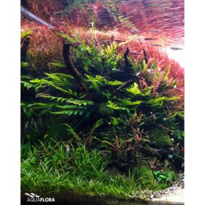 Aquili Bolbitis Heudelotii – Pianta Naturale per Acquario d’Acqua Dolce - immagine 3