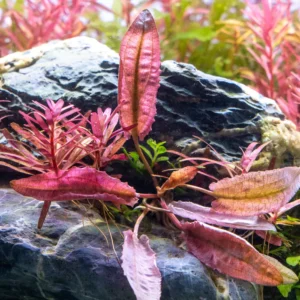 Aquili Cryptocoryne Wendtii Tropica sp. Flamingo – Pianta Naturale per Acquario d’Acqua Dolce - immagine 3