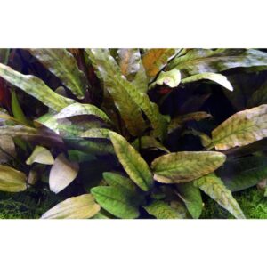 Aquili Cryptocoryne Wendtii Tropica – Pianta Naturale per Acquario - immagine 3