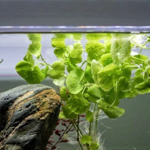 Aquili Hydrocotyle Leucocephala – Pianta Acquatica per Acquario d’Acqua Dolce - immagine 3