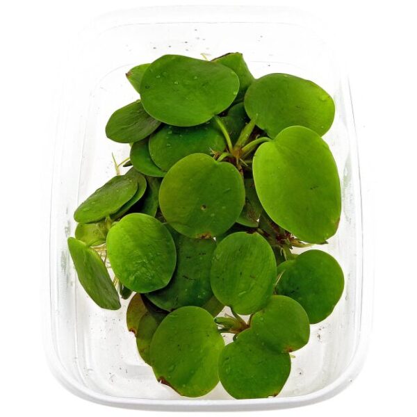 limnobium-laevigatum