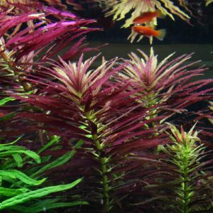 Aquili Limnophila Hippuridoides – Pianta Naturale per Acquario d’Acqua Dolce - immagine 3