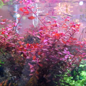 Aquili Ludwigia sp. Super Rood – Pianta Rossa per Acquario - immagine 3