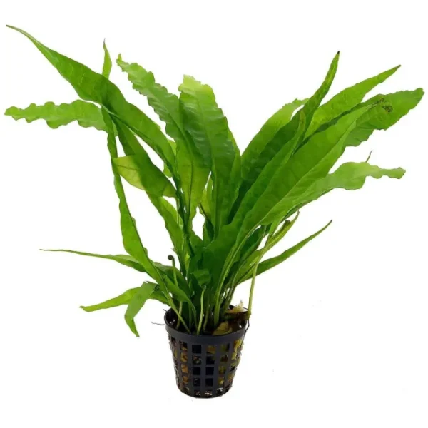 microsorum-pteropus-felce-di-giava