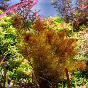 Aquili Myriophyllum Mattogrossense – Pianta Acquatica Naturale per Acquario - immagine 3
