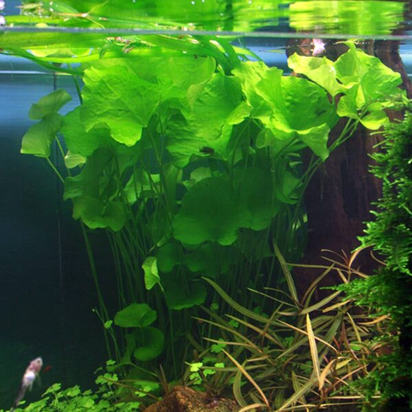 nymphoides-sp-taiwan~2