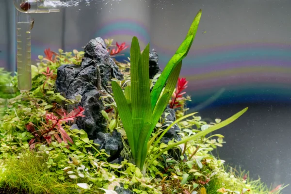 sagittaria-platyphylla-1132618385_1050x700