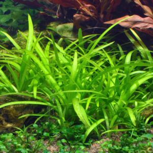 Aquili Sagittaria Platyphylla – Teres | Pianta per Acquario d’Acqua Dolce - immagine 3