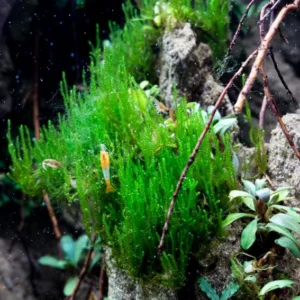 Aquili Flame Moss (Taxiphyllum sp.) – Muschio Ornamentale per Acquario d’Acqua Dolce - immagine 3