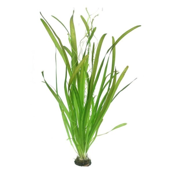 vallisneria-spiralis